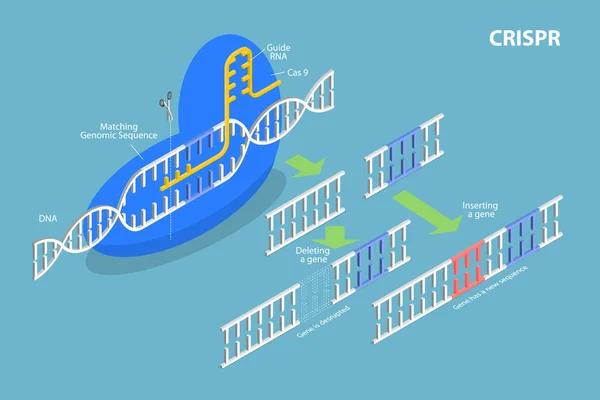 Ilustração Conceitual Vetor Plano Isométrico Crispr Edição Artificial Genoma — Vetor de Stock