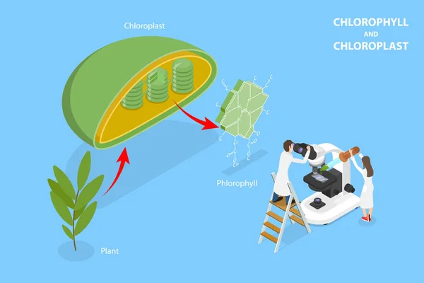 Isometrischer Flachvektor Konzeptuelle Illustration Von Chlorophyll Und Chloroplast Beschriftetes Bildungsdiagramm — Stockvektor