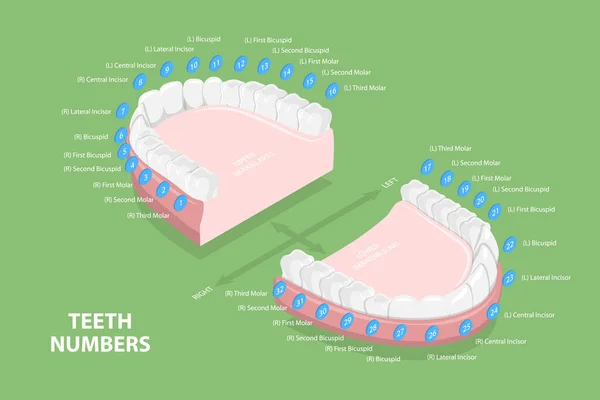 Isometric Flat Vector Conceptual Illustration Teeth Numbers Dentist Numbering System — Stockový vektor
