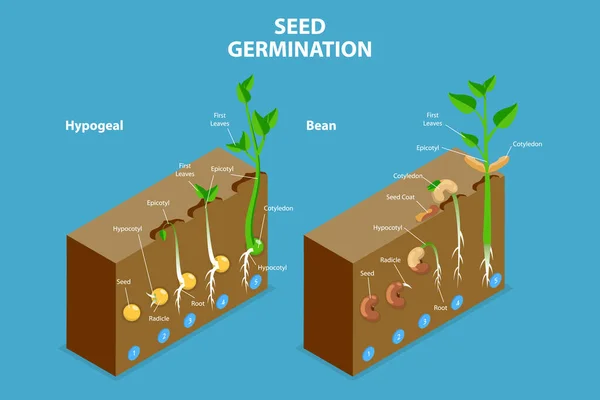 Isometric Flat Vector Conceptual Illustration Seed Germination Growing Plant — ストックベクタ