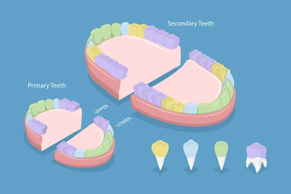 Illustration Conceptuelle Vecteur Plat Isométrique Des Types Dents Schéma Éducatif — Image vectorielle