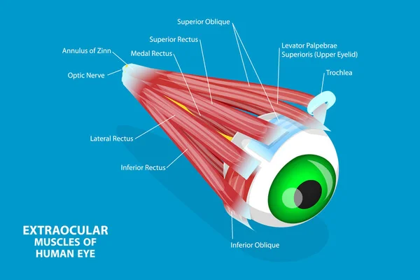 Isometric Flat Vector Conceptual Illustration Extraocular Muscle Human Eye แผนภาพทางการแพทย — ภาพเวกเตอร์สต็อก