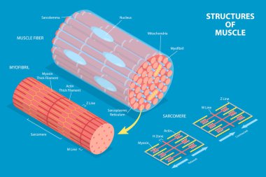 3D Isometric Düz Vektör Kas, Tıbbi Eğitim Diyagramının Yapılarının Kavramsal İllüstrasyonuName