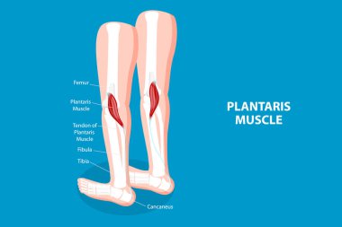 3D Isometric Düz Vektör Plantaris Kas, Tıbbi Eğitim Diyagramının Kavramsal İllüstrasyonu