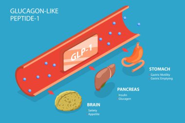Glukagon benzeri Peptid-1 'in 3 boyutlu Isometric Düz Vektör Kavramsal İllüstrasyonu, Sindirim Hormonları
