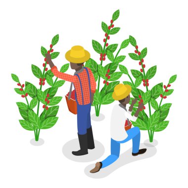 3D Isometric Flat Vlat Illustration of Coffee Plantation, Olgun Böğürtlen toplama. Madde 4