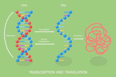 3 Boyutlu Isometric Düz Vektör Çeviri ve Çeviri, RNA 'nın DNA Yönlendirilmiş Sentezi