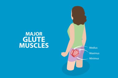 Büyük Kalça Kasları, Anatomik Yapının 3B Isometric Düz Vektör İllüstrasyonu