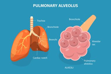 3D Isometric Pulmonary Alveolus 'un Düz Vektör İllüstrasyonu, Ciğerlerde Gaz Değişimi