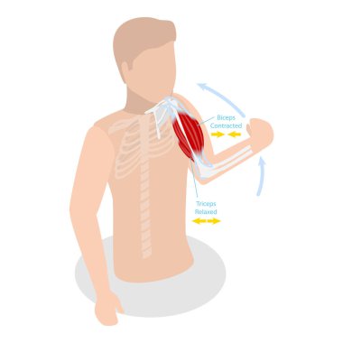 3D Isometric Düz Vektör İllüstrasyonu Anatomik Kaslı ve Gevşetilmiş Kas Kasları, Pazılar ve Triceps Hareketi Anatomisi. Madde 1