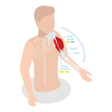 3D Isometric Düz Vektör İllüstrasyonu Anatomik Kaslı ve Gevşetilmiş Kas Kasları, Pazılar ve Triceps Hareketi Anatomisi. Madde 2