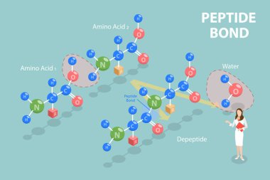 3D Isometric Flat Vector Illustration of Peptide Bond, Chemical Structure of Amino Acids clipart