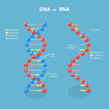 DNA Vs RNA, Deoksiribonükleik ve Ribonükleik Asitin 3D Isometric Düz Vektör İllüstrasyonu
