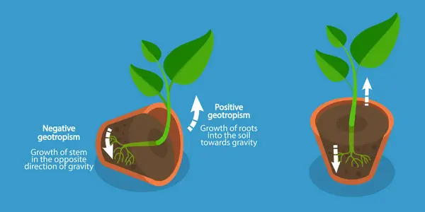 stock vector 3D Isometric Flat Vector Illustration of Geotropism and Gravitropism In Plants, Movement in Response to Light