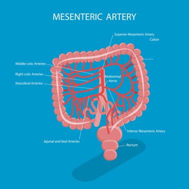 Mesenterik Arter, Abdominal Kan Akımı Sistemi 'nin 3B Isometric Düz Vektör İllüstrasyonu