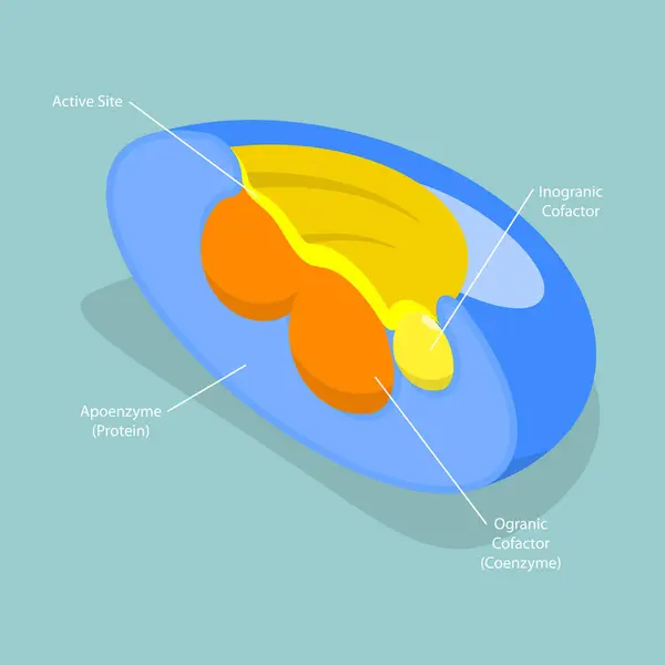 stock vector 3D Isometric Flat Vector Illustration of Holoenzyme, Inactive Small Molecular Compound in Cofactor Structure
