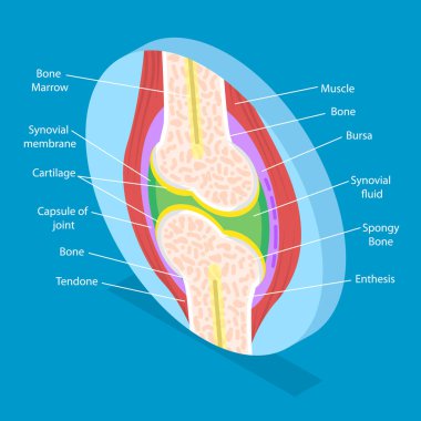 3D Isometric Flat Vector Illustration of Anatomy Of Joints, Structure And Function clipart