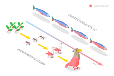 Biyolojik birikim ve Biyobüyütme arasındaki Farklılığın 3 boyutlu Isometric Düz Kavramsal İllüstrasyonu