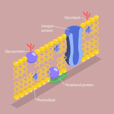 Sıvı Mozaik Model 'e göre Plasma Membrane Yapısı, Anatomik Yapının 3B Isometric Düz Vektör İlülasyonu