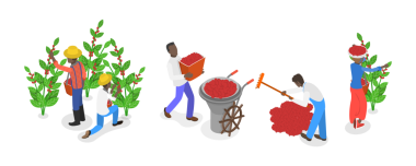 3D Isometric Flat Kahve Çiftliğinin Kavramsal İllüstrasyonu, Olgun Meyve Toplama