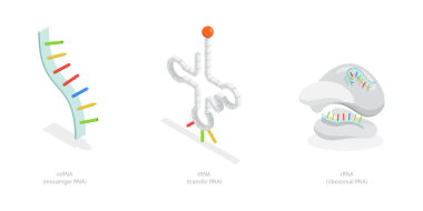 RNA, Anatomik ve Tıbbi Etiketli Şemanın 3B Isometric Düz Kavramsal İllüstrasyonu