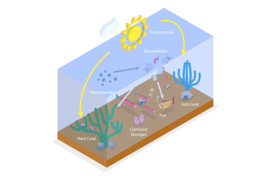 3D Isometric Flat Plankton Yaşamı Kavramsal İllüstrasyonu, Okyanus Besin Zinciri