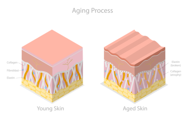 3 Boyutlu Isometric Yaşlanma Sürecinin Kavramsal İllüstrasyonu, Cilt Yaşıyla İlgili Değişiklikler