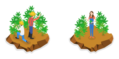 3 Boyutlu Isometric Flat Kenevir Çiftliği Kavramsal İllüstrasyonu, Marihuana Üretimi