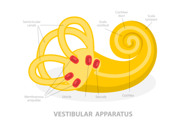 3D Isometric Flat Vestibular Cihazın Kavramsal İllüstrasyonu, İnsan Kulağı Anatomisi
