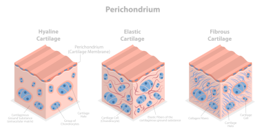 3D Isometric Perichondrium 'un Kavramsal İllüstrasyonu, Kıkırdak Türleri