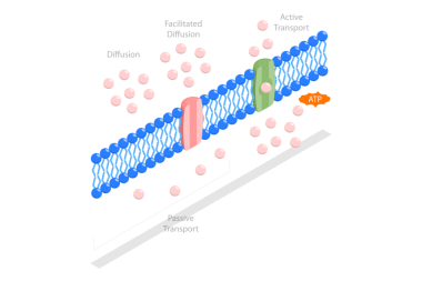 Moleküllerin 3D Isometric Düz Kavramsal Resimleri ATP Hareketi, Pasif Aktif Hücre Taşımacılığına Karşı