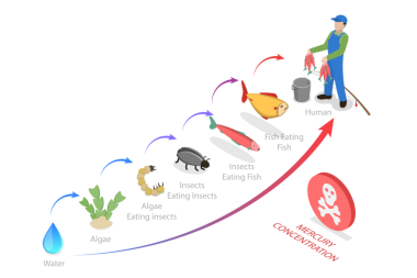3 Boyutlu Isometric Flat Biyolojik Büyütmenin Kavramsal İllüstrasyonu, Eğitim Çizelgesi Diyagramı