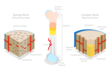 Süngerle Kompakt Kemik, Eğitim Diyagramının 3B Isometric Düz Kavramsal İllüstrasyonu