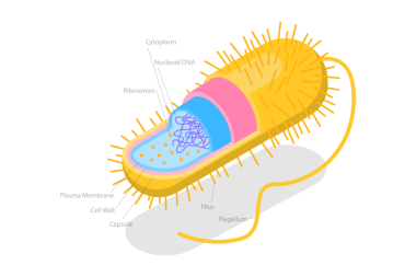 Arkebakterilerin 3B Isometric Düz Kavramsal İllüstrasyonu, Anatomik Bakteri Yapısı