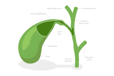 3 Boyutlu Isometric Flat Safra kesesinin Bazı Parçalarının Kavramsal İllüstrasyonu, Tıbbi Eğitim Diyagramı