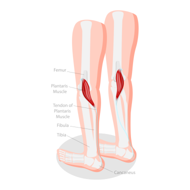 3D Isometric Flat Plantaris Kas, Tıbbi Eğitim Diyagramının Kavramsal İllüstrasyonu