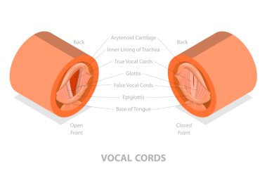 3D Isometric Ses Kablolarının Kavramsal İllüstrasyonu, Eğitimsel Tıbbi Şema