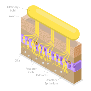 3D Isometric Koku Sistemi 'nin Kavramsal İllüstrasyonu, Solunum Epitelyumu