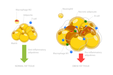 Obezite Patolojisi, Adipoce Dokusunun 3 Boyutlu İzotrik Düz Kavramsal İllüstrasyonu