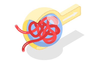 Bowmans Kapsül Yapısı, Eğitim Diyagramı 'nın 3B Isometric Düz Kavramsal İllüstrasyonu