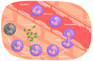 3D Isometric Flat Neutrophil 'in Kavramsal İllüstrasyonu, Eğitim Şeması