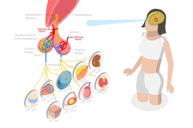 3 Boyutlu Isometric Flat Pitthe Bezinin Kavramsal İllüstrasyonu, Eğitim Şeması
