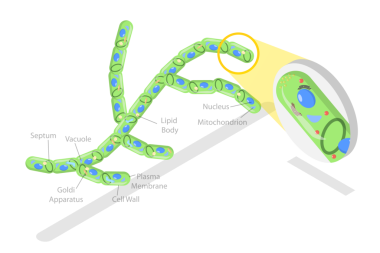 3D Isometric Flat Mantar Hücresinin Kavramsal İllüstrasyonu, Eğitim Şeması