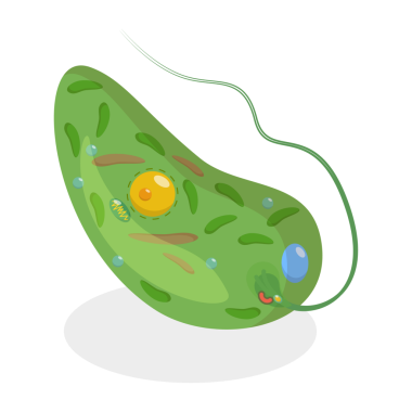 Euglena Anatomisi 'nin 3 boyutlu Isometric Düz Kavramsal İllüstrasyonu, Biyolojik Eğitim Şeması