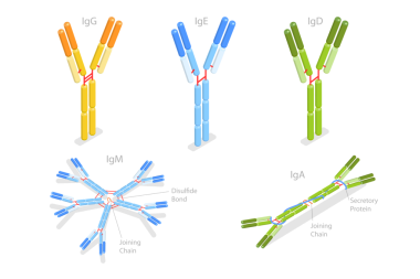 Bağışıklık sistemi, antikor yapısı ve bağışıklık sisteminin farklı türlerinin 3B Isometric Düz Kavramsal İllüstrasyonuName