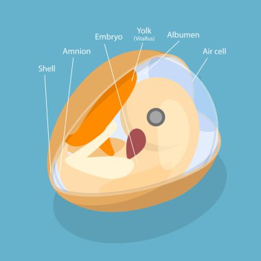 3D Isometric Düz Vektör Egg Embriyosu Anatomisi, Eğitim Şeması