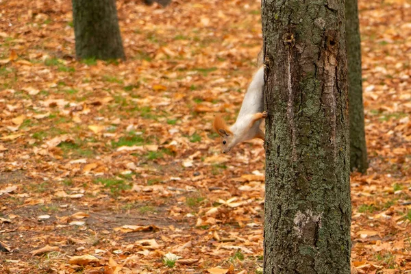 Eichhörnchen Herbstpark Herbstliche Landschaft — Stockfoto