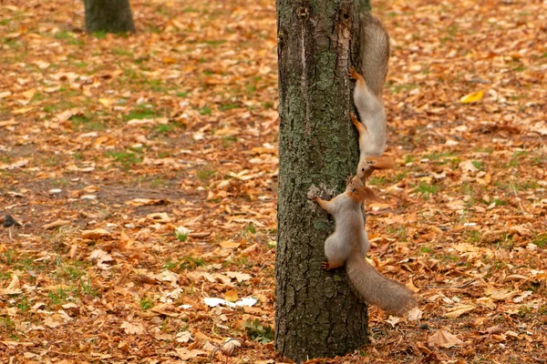 Esquilos Beijam Parque Outono Paisagem Outono — Fotografia de Stock