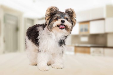 Güzel Yorkie evde mutlu.