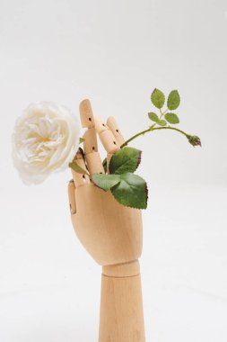 Beyaz arka planda bir gül tutan tahta el. Minimalizm, yaratıcılık. Anneler günü, bahar, bahçe ve 8 Mart konsepti.!